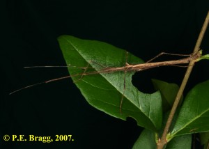PSG 264 Pseudophasma velutinum M