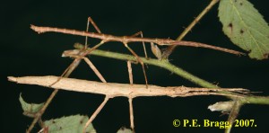 PSG 266 Agamemnon cornutus FM