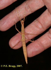 PSG 266 Agamemnon cornutus Female