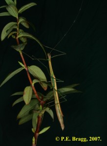 PSG 267 Asceles sp F1