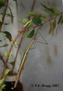 PSG 267 Asceles sp F2