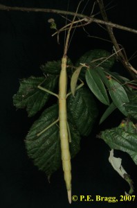 PSG 268 Leiophasma lucubense F