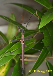 PSG 269 Pseudophasma castaneum Male1