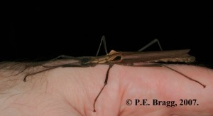 PSG 269 Pseudophasma castaneum Male2