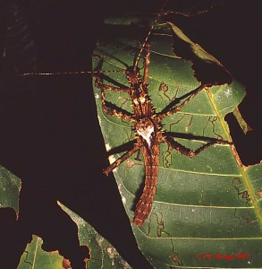 PSG 26 Haaniella echinata adult male