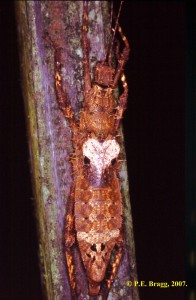 PSG 26 Haaniella echinata female with ticks