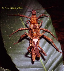 PSG 26 Haaniella echinata mating pair
