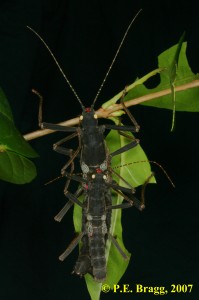 PSG 270 Peruphasma schultei MF mating