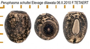 PSG 270 Peruphasma schultei ova