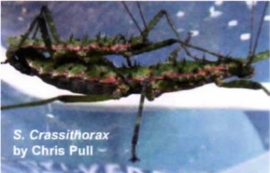 PSG 272 Spinohirasea bengalensis (formerly S crassithorax) Copyright © Chris Pull