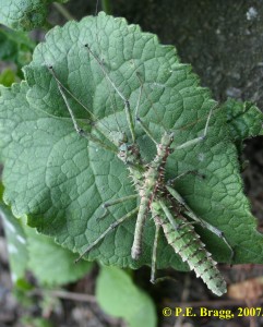 PSG 272 Spinohirasea bengalensis MF