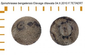 PSG 272 Spinohirasea bengalensis ova