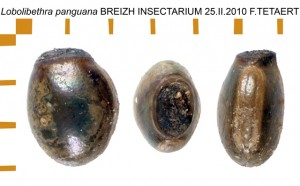 PSG 275 Lobolibethra panguana ova