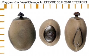 PSG 277 Phryganistria heusii ova