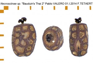 PSG 279 Necrosciinae sp Bauduins Thai 2 ova
