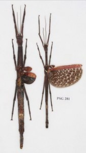 PSG 281 Pterinoxylus crassus Kirby 1899
