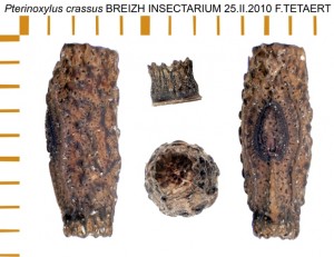 PSG 281 Pterinoxylus crassus ova