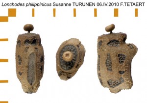 PSG 282 Lonchodes philippinicus ova