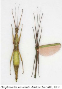 PSG 283 Diapherodes venustula