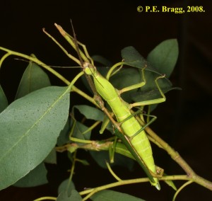 PSG 283 Diapherodes venustula 2