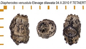 PSG 283 Diapherodes venustula ova