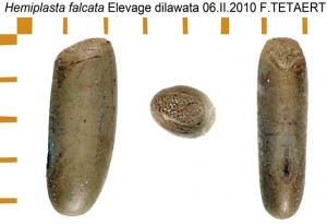 PSG 285 Hemiplasta falcata ova