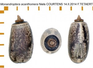 PSG 286 Monandroptera acanthomera ova