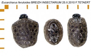 PSG 287 Eucarcharus feruloides ova