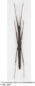 PSG 289 Ocnophiloidea dillerorum