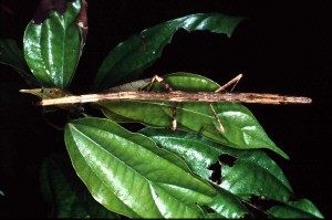 PSG 29 Mnesilochus imitator adult female