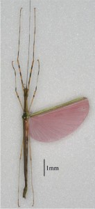 PSG 290 Necroscia annulipes