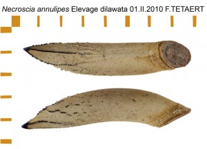 PSG 290 Necroscia annulipes ova