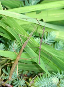 PSG 291 Lobolibethra sp