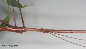 PSG 292 Anchiale stolli Sharp 1898 Male 1