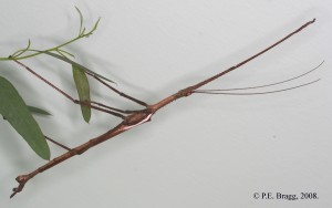 PSG 292 Anchiale stolli Sharp 1898 Male 2
