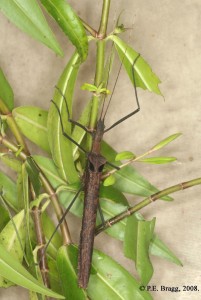 PSG 293 Pseudophasma phthisicum Female