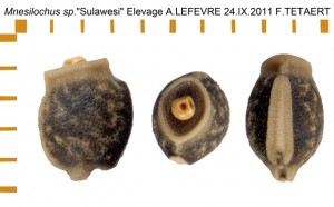 PSG 296 Mnesilochus sp Sulawesi ova