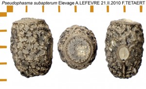 PSG 299 Pseudophasma subapterum ova