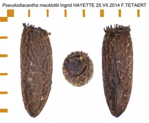 PSG 2 Pseudodiacantha macklottii ova