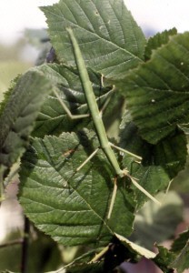 PSG 3 Bacillus rossius rossius adult female on bramble
