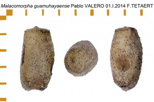 PSG 304 Malacomorpha guamuhayaense ova