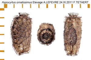 PSG 307 Hypocyrtus ornatissimus ova
