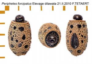 PSG 310 Periphetes forcipatus ova