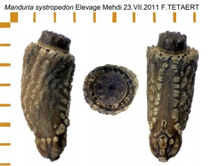 PSG 313 Manduria systropedon ova