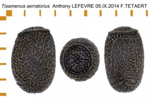 PSG 314 Tisamenus serratorius ova