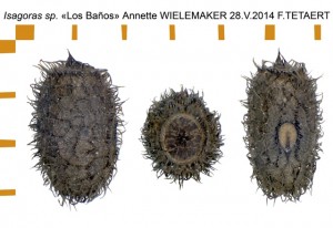 PSG 319 Isagoras sp Los Baos ova