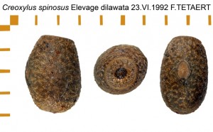 PSG 31 Creoxylus spinosus ova