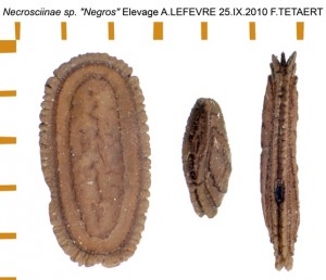 PSG 320 Necrosciinae sp Negros ova