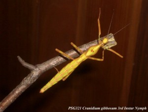 PSG 321 Cranidium gibbosum nymph Copyright © Tony James