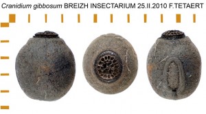 PSG 321 Cranidium gibbosum ova